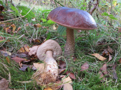 Leccinum scabrum with birch Daneshill Lakes Notts 2015-10-25.jpg