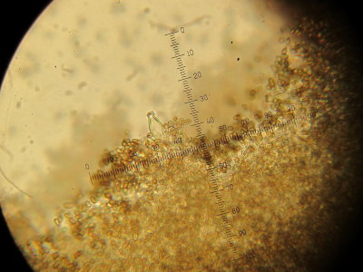 Inocybe tarda 003 pleurocystidium shorter than in I. nitidiuscula 2015-10-25.jpg