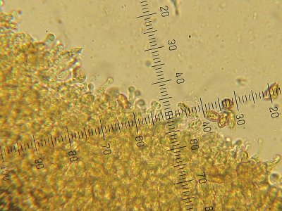 Galerina subclavata 002 tibiform cheilocystidia & spores 2015-11-4.jpg