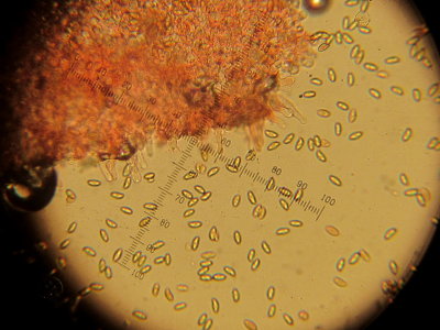 Galerina pumila 002 spores & cystidia 2015-11-15.jpg
