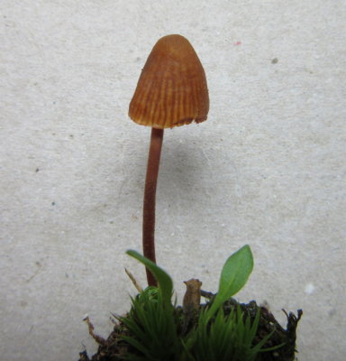 Galerina vittiformis 001 forma bispora mossy soil Spalford Warren NR Notts 2015-11-15.jpg