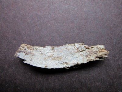 Botryobasidium obtusisporum 001 on underside of pine log Spalford Warren NR Notts 2015-11-15.jpg