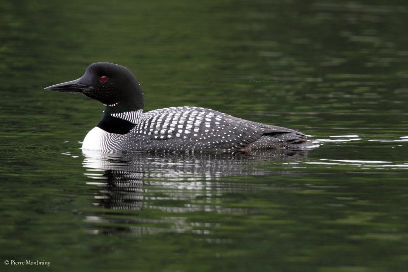 Plongeon huard