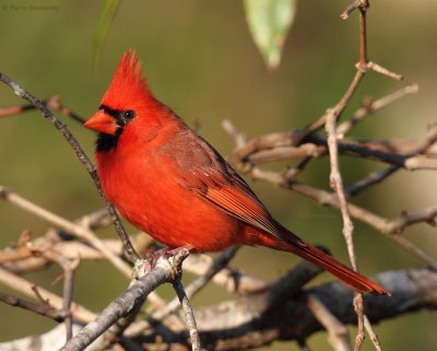 Cardinal rouge (mâle)