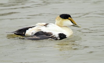 Eiders