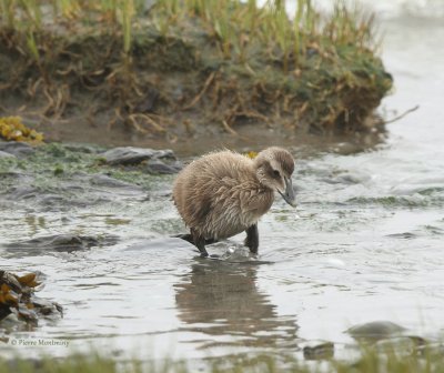 Eiders