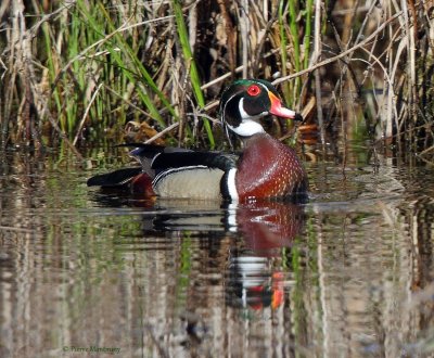 Canard branchu (mâle)