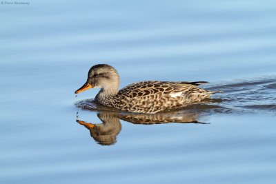 Canard chipeau (femelle)