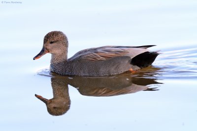 Canard chipeau (mâle)