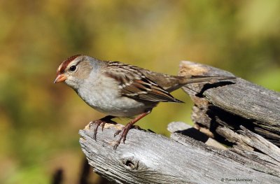 Bruants / Sparrows