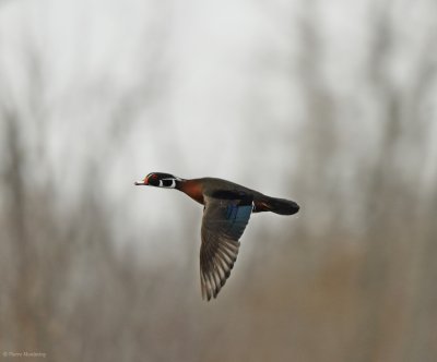 Canard branchu (mâle)