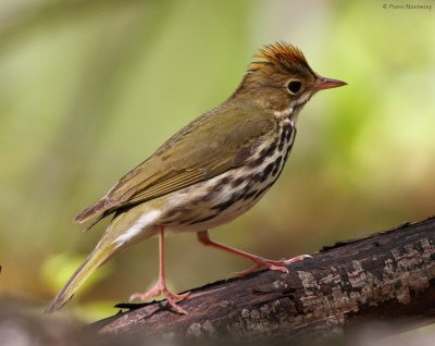 Paruline couronnée / Ovenbird