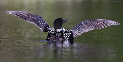 Plongeon huard