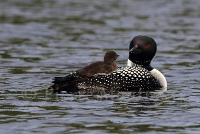 Plongeon huard