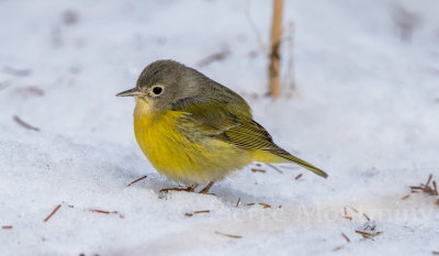 Paruline à joues grises