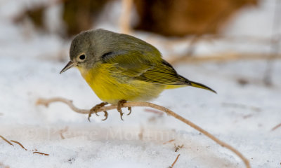 Paruline à joues grises