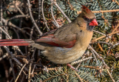 Cardinal rouge (femelle)