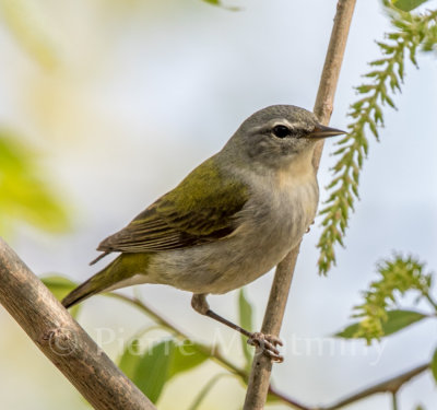 Paruline obscure / Tennessee Warbler