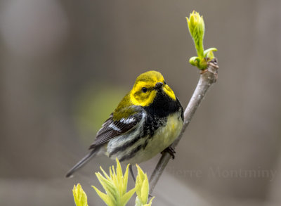 Paruline à gorge noire / Black-throated Green Warbler