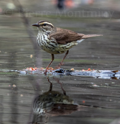 Paruline des ruisseaux / Northern waterthrush