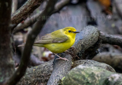 Paruline à capuchon / Hooded Warbler