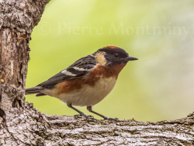 Paruline à poitrine baie (mâle)