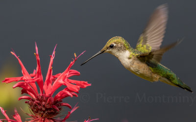 Colibri à gorge rubis