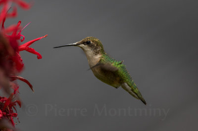 Colibri à gorge rubis