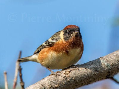 Paruline à poitrine baie