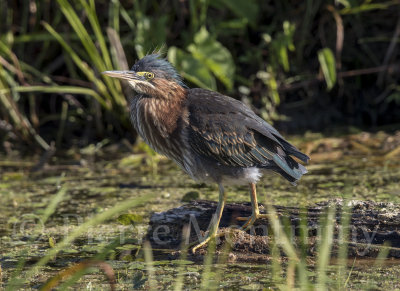 Héron vert / Green Heron