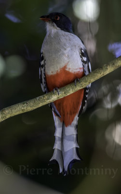 Trogon de Cuba