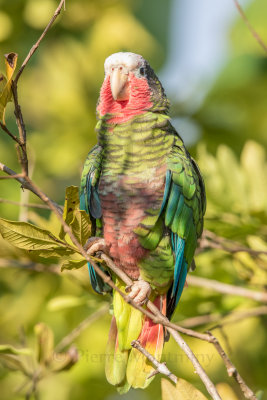 Amazone de Cuba