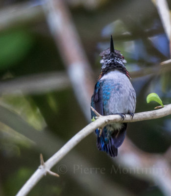 Colibri d'Elena