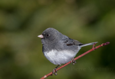 Junco ardoisé