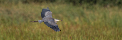 Grand Héron / Great Bleu Heron