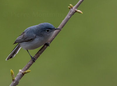 Gobemoucheron gris-bleu