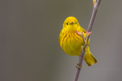 Paruline jaune / Yellow Warbler