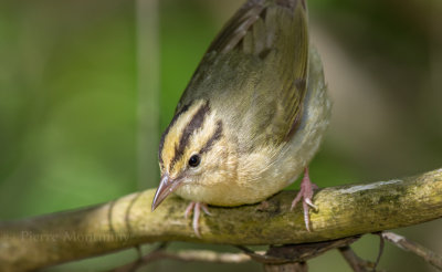 Paruline vermivore / Worm-eating Warbler