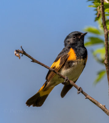 Paruline flamboyante / American Redstart