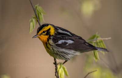 Paruline à gorge orangée / Blackburnian Warbler