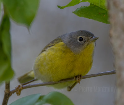 Paruline à joues grises