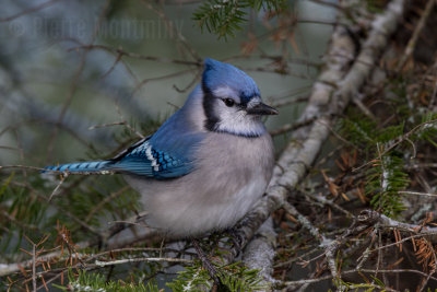 Geai bleu