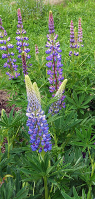 Loopy Lupins 