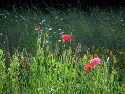 Jill's Wildflower Meadow 