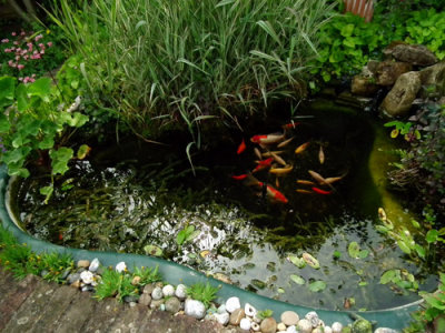 Dinah's Pond 