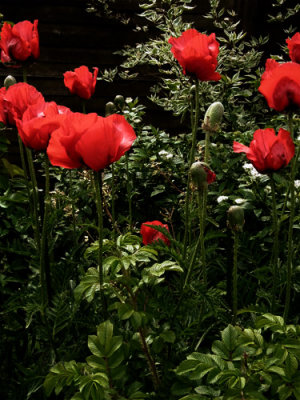Poppies glowing in half-shade
