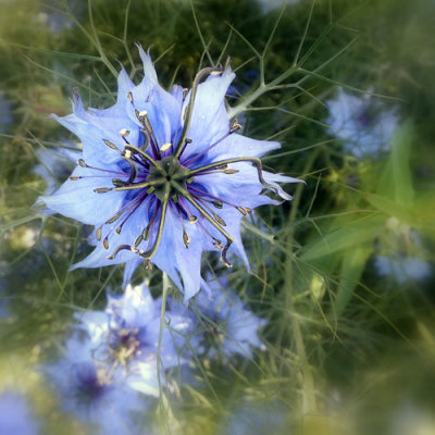 Love ... in a mist 