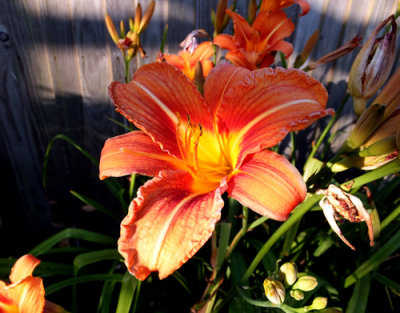 Daddy's Day Lily
