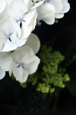 White Hydrangea 
