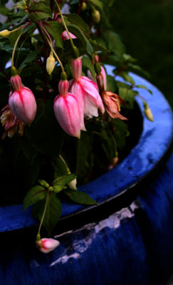 Fuchsia in the blue pot 